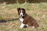 BORDER COLLIE 1560